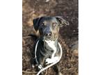 Adopt Charlie a Black Labrador Retriever / Mixed dog in Wantagh, NY (37384051)