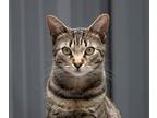 Adopt Fern a Brown Tabby Domestic Shorthair (short coat) cat in New York
