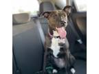 Adopt Raven a Brown/Chocolate American Pit Bull Terrier / Mixed dog in Dallas