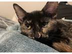 Adopt Olive a Tortoiseshell Domestic Shorthair (short coat) cat in Colorado