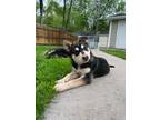 Adopt Spirit a Black - with Tan, Yellow or Fawn Husky / Mixed dog in Webster