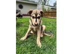 Adopt Storm a Black - with Tan, Yellow or Fawn Husky / Mixed dog in Webster