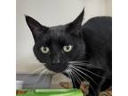 Adopt Pistol Annie a All Black Domestic Shorthair / Mixed cat in Spanish Fork