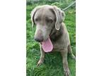 Adopt Big Bertha a Gray/Blue/Silver/Salt & Pepper Labrador Retriever / Mixed dog