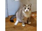 Adopt Nars a Brown Tabby Domestic Shorthair (short coat) cat in New York