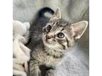 Adopt Scooter a Gray, Blue or Silver Tabby American Shorthair (short coat) cat
