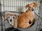 Adopt Buddy and Amber a Brindle Dachshund dog in Boulder, CO (38424341)