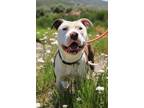 Adopt Kane a Mixed Breed (Medium) / Mixed dog in Park City, UT (38450665)