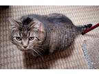 Adopt Leia a Brown Tabby Domestic Shorthair (short coat) cat in Norristown