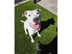 Adopt Daisy a White American Staffordshire Terrier / Mixed dog in Lutz