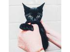 Adopt Serrano a All Black Domestic Shorthair (short coat) cat in Mead