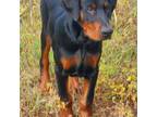 Doberman Pinscher Puppy for sale in Beggs, OK, USA