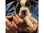 Boston Terrier Puppy for sale in Estacada, OR, USA