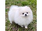 Pomeranian Puppy for sale in Sacramento, CA, USA