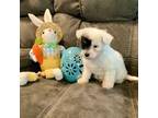 Maltipoo Puppy for sale in Emory, TX, USA