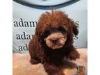 Poodle (Toy) Puppy for sale in Jacksonville, TX, USA