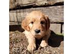 Goldendoodle Puppy for sale in Riggins, ID, USA