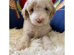Mutt Puppy for sale in Cullman, AL, USA