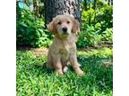 Golden Retriever Puppy for sale in Flint, TX, USA