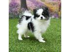 Pomeranian Puppy for sale in Arthur, IL, USA