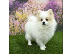 Pomeranian Puppy for sale in Arthur, IL, USA