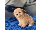 Bichon Frise Puppy for sale in Walnut, MS, USA