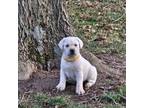 Labrador Retriever Puppy for sale in Whitehall, MT, USA