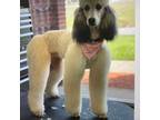 Mutt Puppy for sale in Lexington, SC, USA