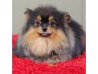 Pomeranian Puppy for sale in San Luis Obispo, CA, USA