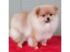 Pomeranian Puppy for sale in San Luis Obispo, CA, USA