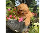 Poodle (Toy) Puppy for sale in Taylorsville, NC, USA