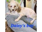 Daisy's boy