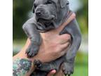 Thai Ridgeback Puppy for sale in Saint Petersburg, FL, USA