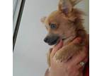 Chihuahua Puppy for sale in Savannah, TN, USA