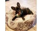 French Bulldog Puppy for sale in Prairieville, LA, USA