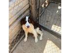 English Springer Spaniel Puppy for sale in Henderson, TX, USA