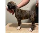 Boxer Puppy for sale in Rockford, IL, USA