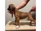 Boxer Puppy for sale in Rockford, IL, USA