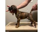 Boxer Puppy for sale in Rockford, IL, USA