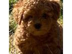 Poodle (Toy) Puppy for sale in Boyertown, PA, USA