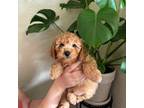 Poodle (Toy) Puppy for sale in Sacramento, CA, USA