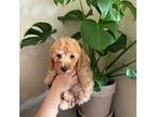 Poodle (Toy) Puppy for sale in Sacramento, CA, USA