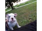 Bulldog Puppy for sale in Batchtown, IL, USA