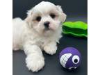 Zuchon Puppy for sale in Fairbank, IA, USA