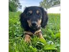 Dachshund Puppy for sale in Fairbank, IA, USA