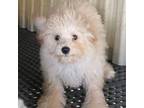 Poodle (Toy) Puppy for sale in Wrightsville, GA, USA