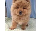 Chow Chow Puppy for sale in Bloomington, IN, USA