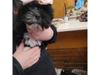 Lhasa Apso Puppy for sale in Glenoma, WA, USA