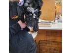 Lhasa Apso Puppy for sale in Glenoma, WA, USA