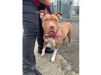 Ladybug, American Pit Bull Terrier For Adoption In Aberdeen, Washington